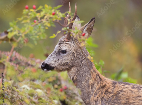 Wild deer outdoors in autumn nature