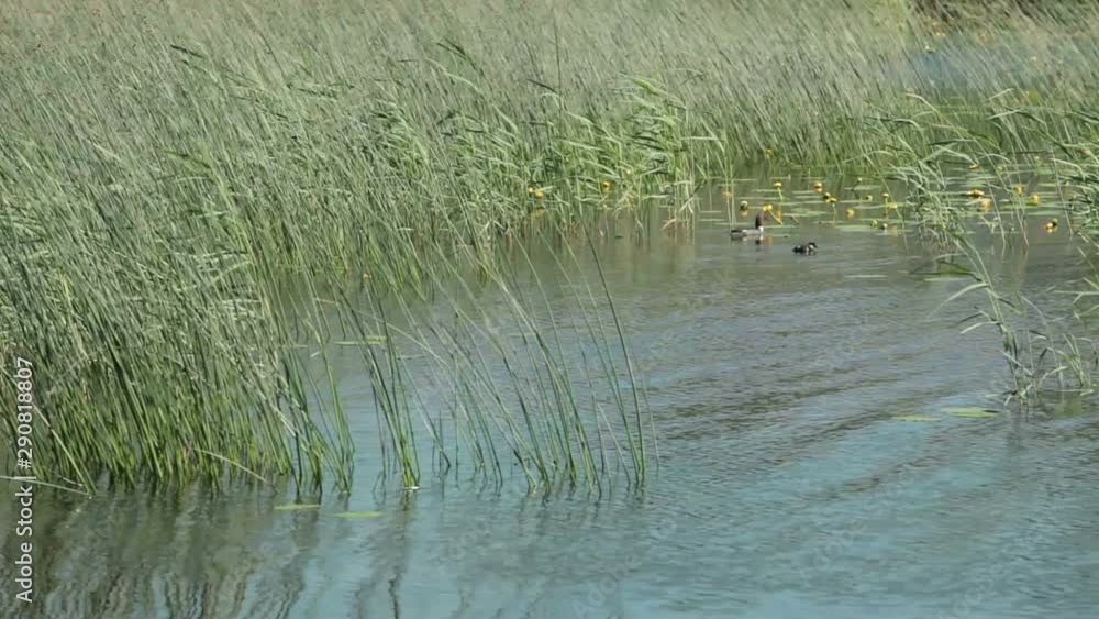 careful Tufted Duck with a duckling among the thickets of reeds careful Tufted Duck with a duckling among the thickets of reeds