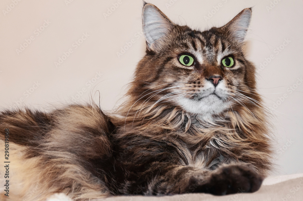 Fototapeta premium Maine coon cat with green eyes lies.
