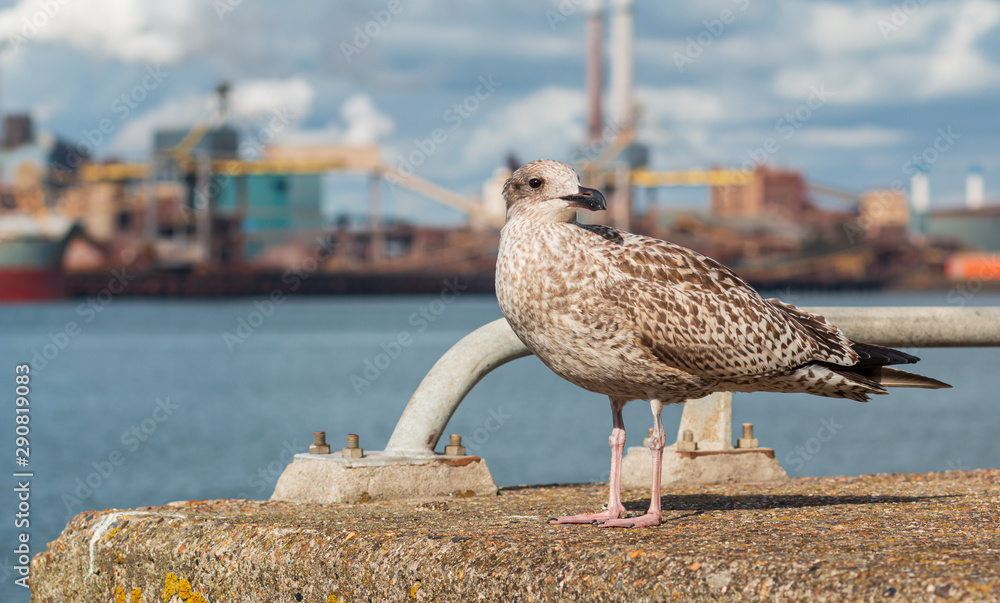 Αυτοκόλλητο seagull in ijmuiden holland
