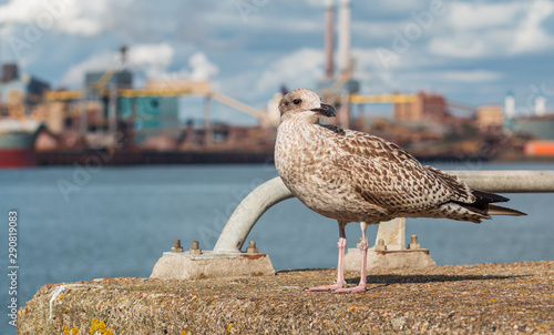 Canvas Print seagull in ijmuiden holland