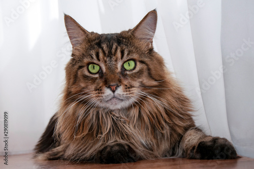 Maine coon cat with green eyes lies.