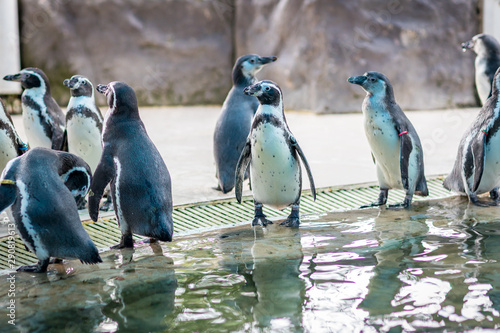 Little penguins. Little Blue Penguin at Penguin Island . 