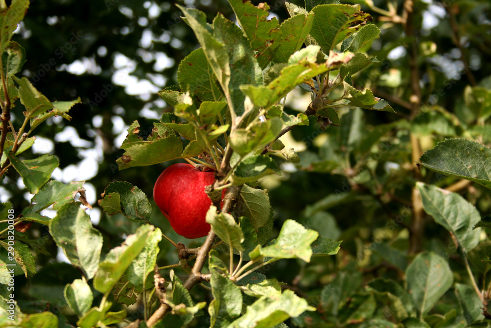 A red apple on a branch