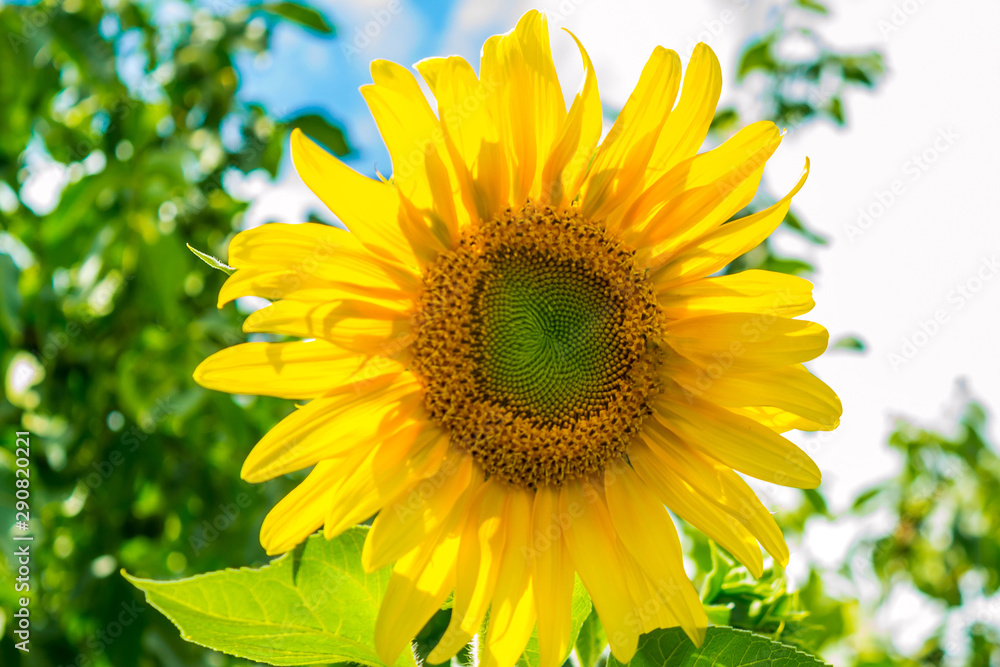 Sunflower Sunflower