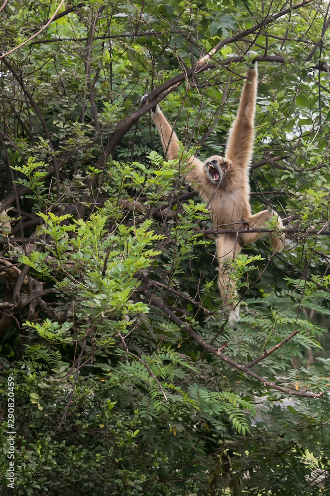White gibbons on tree. White hand gibbon hanging from the tree branch. White handed gibbon is jumping in the forest. Animal in the wild White gibbons on tree. White hand gibbon hanging from the tree branch. White handed gibbon is jumping in the forest. Animal in the wild
