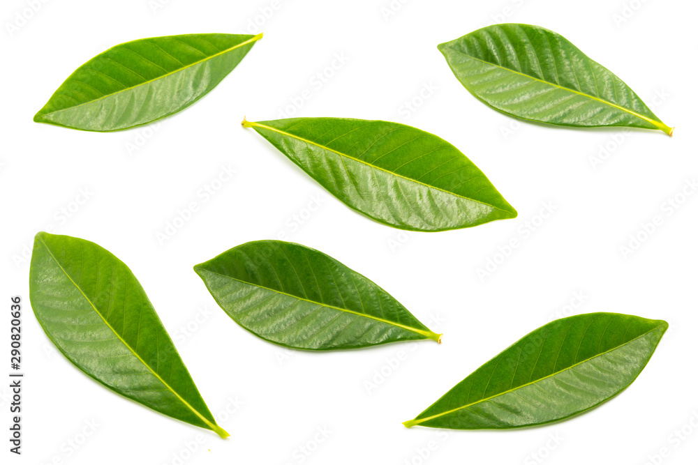 A group of beautiful and fresh rose leaves are isolated against a white background. - obrazy, fototapety, plakaty 