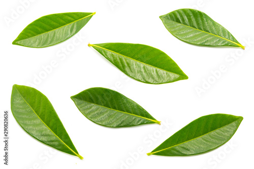 A group of beautiful and fresh rose leaves are isolated against a white background.