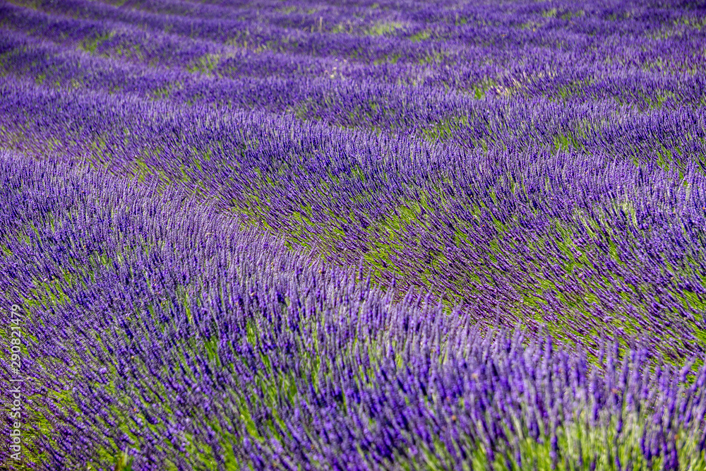 Naklejka premium Lavender in Provence