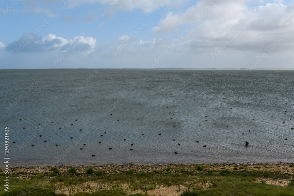 Nordsee Ufer am Wattenmeer mit Eiderenten bei Flut