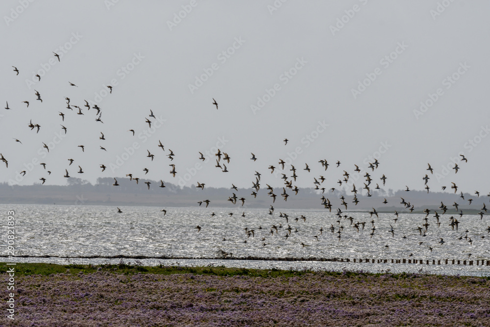 Vogelschwarm über Wattenmeer auf Amrum