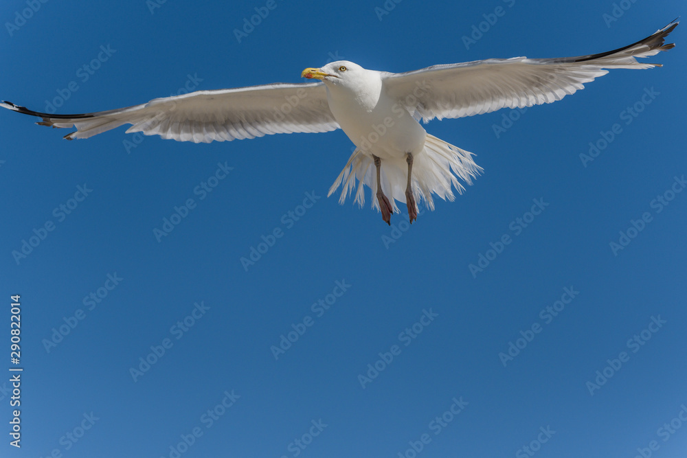 Adulte Silbermöwe fliegend vor blauem Himmel Adulte Silbermöwe fliegend vor blauem Himmel