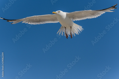 Adulte Silbermöwe fliegend vor blauem Himmel