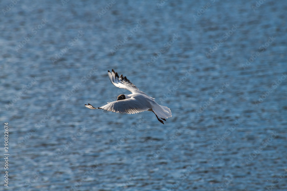Seagull fly water spring nature lake birds sunny day light Seagull fly water spring nature lake birds sunny day light