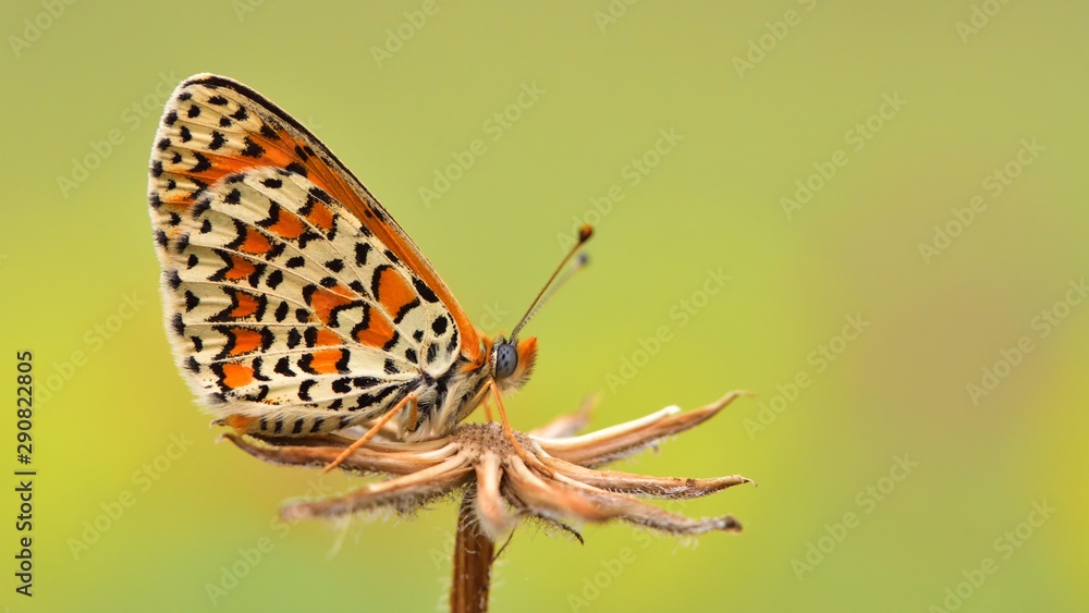 Obraz premium Melitaea trivia 605