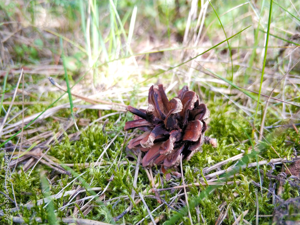 Pine cone lying alone on the grass in the woods. Pine cone lying alone on the grass in the woods.