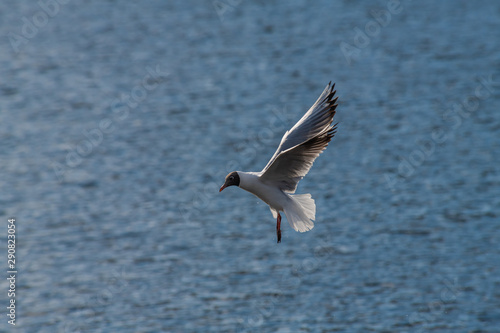 Seagull fly water spring nature lake birds sunny day light