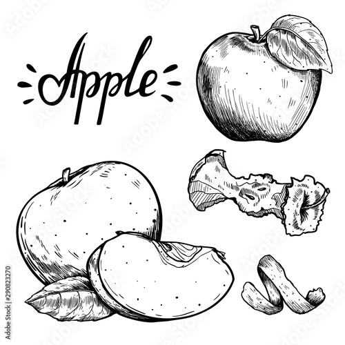 Sketch apples painted by hand, an apple with a leaf, stub, peel, cut into pieces. For menus, labels.