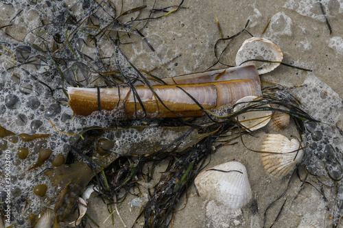 Canvas-taulu Muscheln und Algen  angeschwemmt mit Meerschaum
