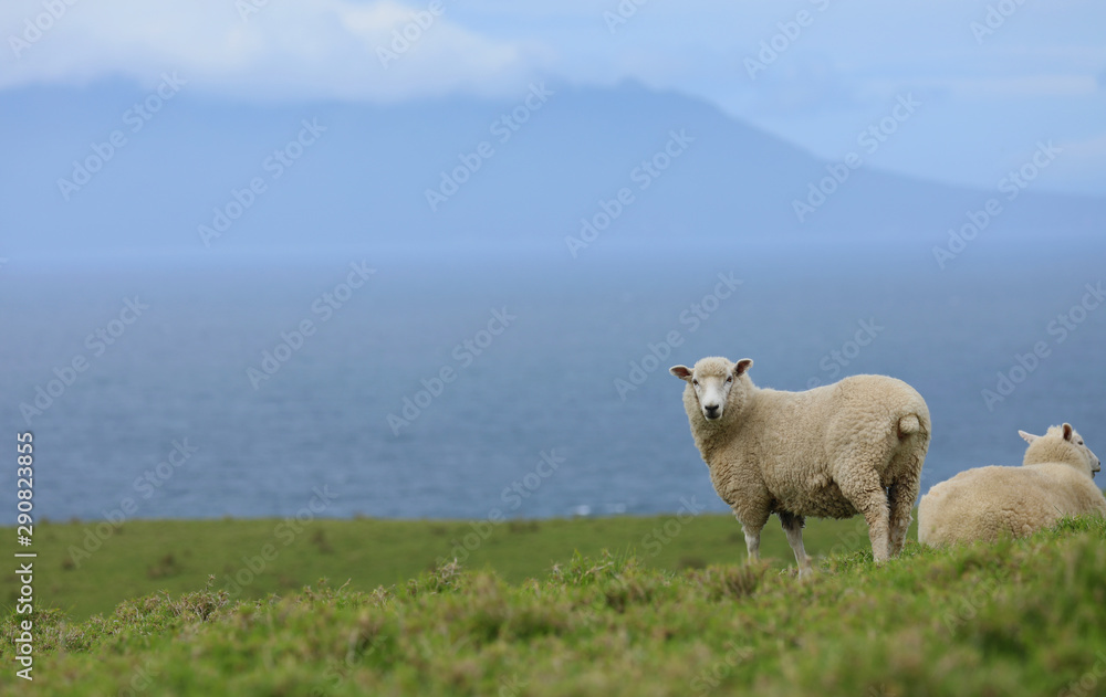 Schaf auf einer Weide in Neuseeland Schaf auf einer Weide in Neuseeland