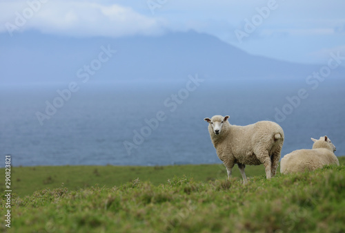 Schaf auf einer Weide in Neuseeland