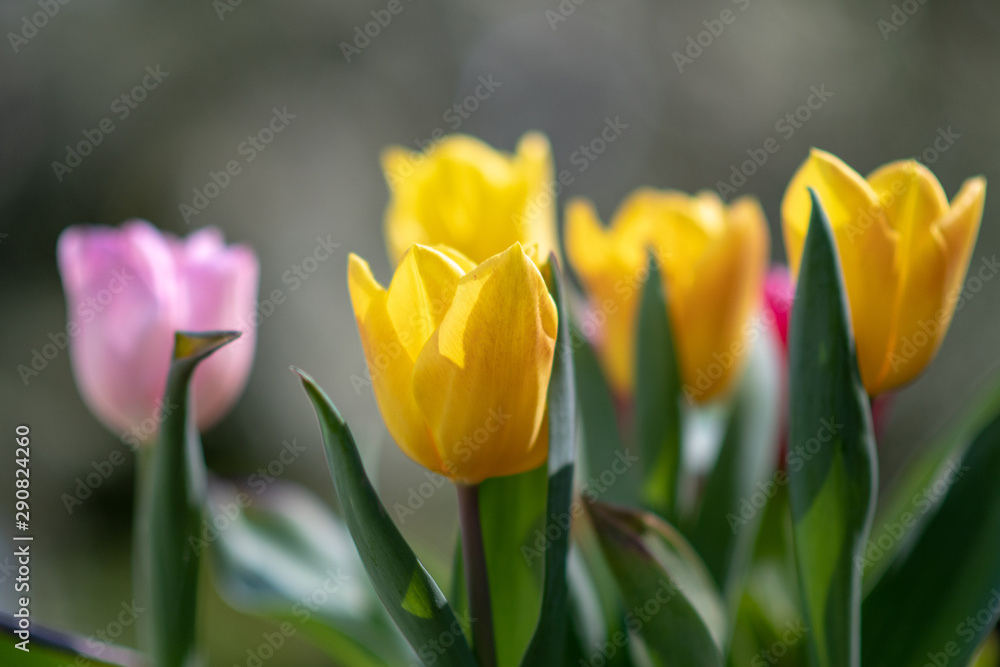 Naklejka premium yellow tulips in the garden