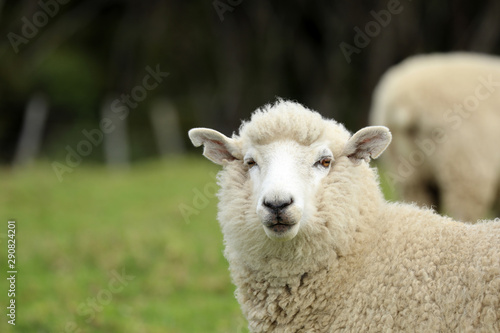 Schaf auf einer Weide in Neuseeland © Andrea Geiss