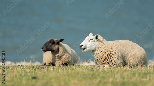 Fototapeta Naklejka Na Ścianę i Meble -  zwei Schafe chillen