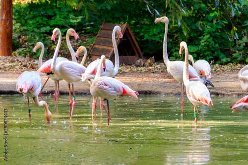 Greater flamingo (Phoenicopterus roseus) is the most widespread species of the flamingo family