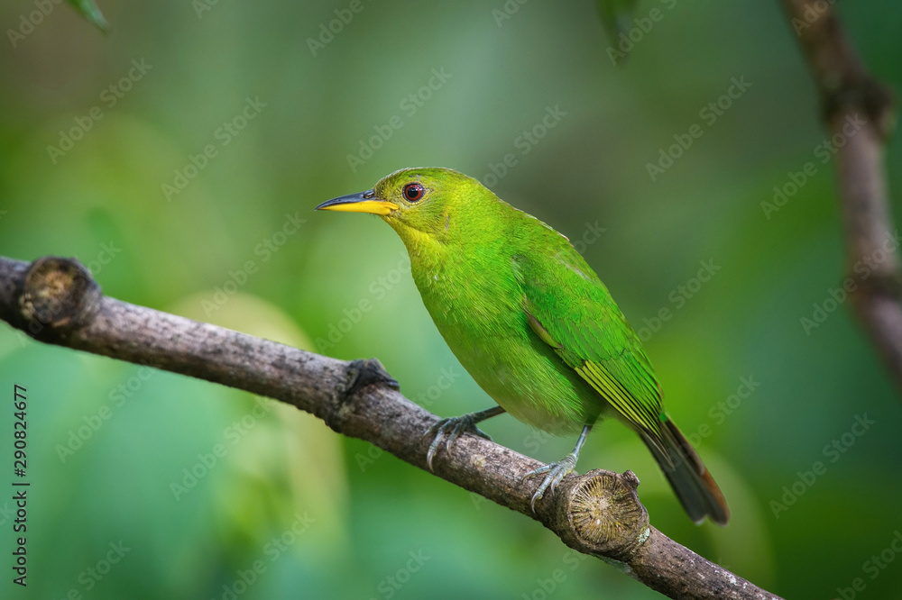 Obraz premium The Green Honeycreeper, Chlorophanes spiza is sitting on the branch in green backgound, amazing blue colored bird, Trinidad