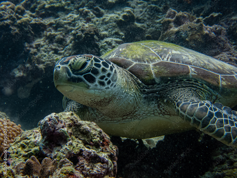 Green sea turtle rests in the sea bed surrounded with hard and soft corals Green sea turtle rests in the sea bed surrounded with hard and soft corals