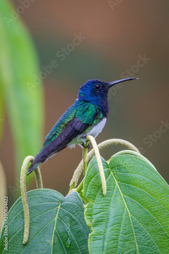 The hummingbird is sitting and preparing to drink the nectar from the beautiful flower in the rain forest environment. White-necked jacobin, florisuga mellivora mellivora