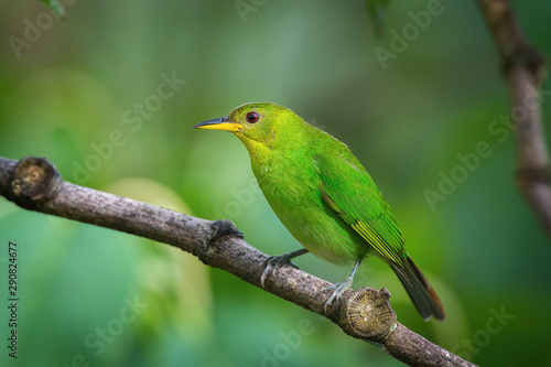 The Green Honeycreeper, Chlorophanes spiza is sitting on the branch in green backgound, amazing blue colored bird, Trinidad