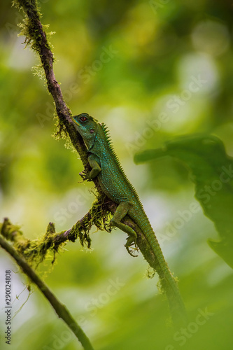 Amazon Wood Dragon Enyalioides laticeps is sitting on the tree trunk in the rain forest  Ecuador