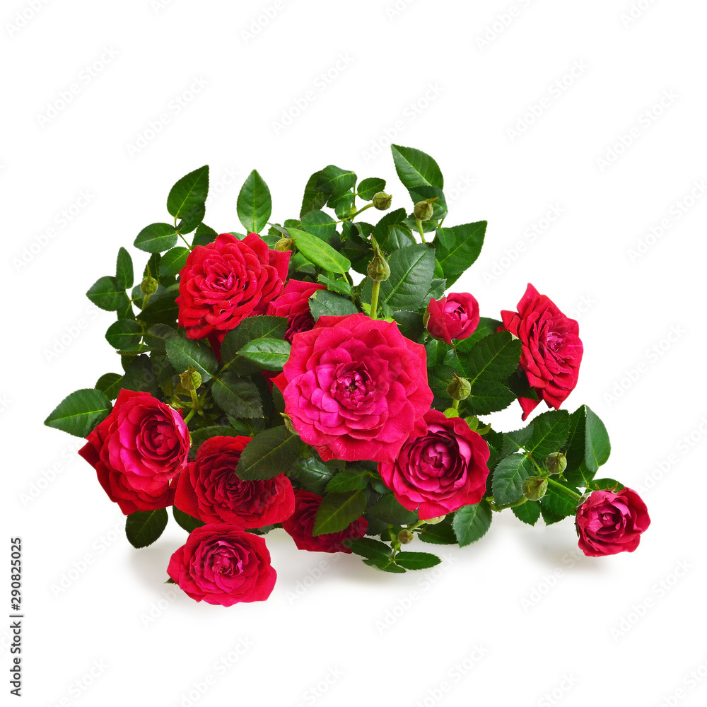 Red roses isolated on white background Red roses isolated on white background