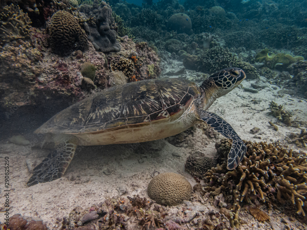 Obraz premium Green sea turtle rests in the sea bed surrounded with hard and soft corals