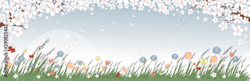 Panorama landscape of spring field with cherry blossom, sunset and wild grass flower on sky blue background, Vector illustration of Sakura branch for spring background