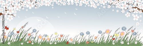 Panorama landscape of spring field with cherry blossom  sunset and wild grass flower on sky blue background  Vector illustration of Sakura branch for spring background