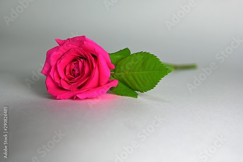 Beautiful Dark pink Rose with Green Leaves in white background