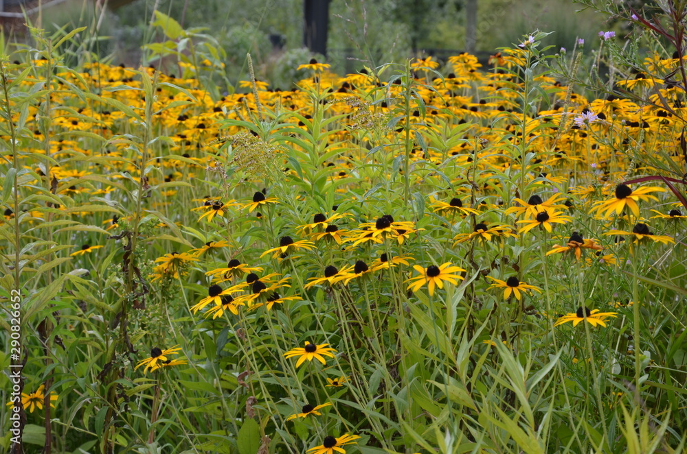 Obraz premium Gelber Sonnenhut - Rudbeckia - Echinacea - im Herbstgarten 