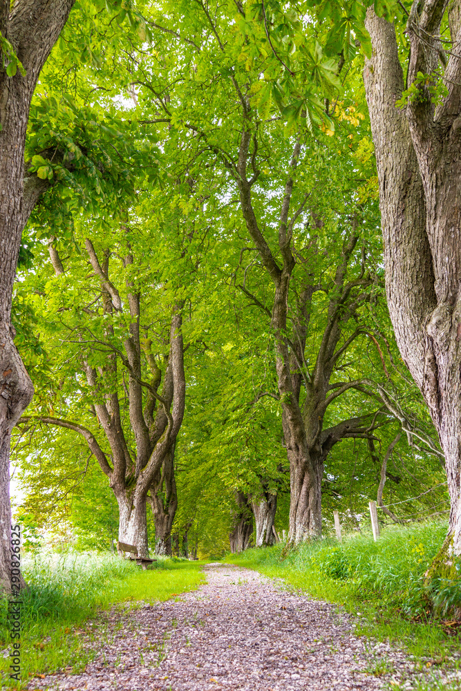 Pfad durch eine sommerliche Kastanien-Allee Pfad durch eine sommerliche Kastanien-Allee