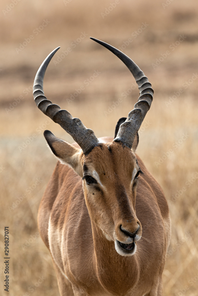 Fototapeta premium Antílope en el parque nacional Kruger, Sudáfrica.