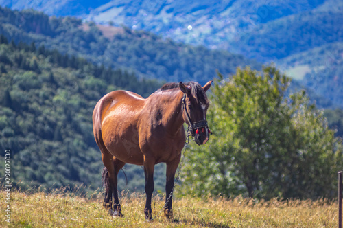 Horse in the mountains in summer
