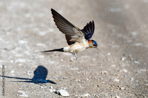 auffliegende Rötelschwalbe (Cecropis daurica) - Red-rumped swallow photo