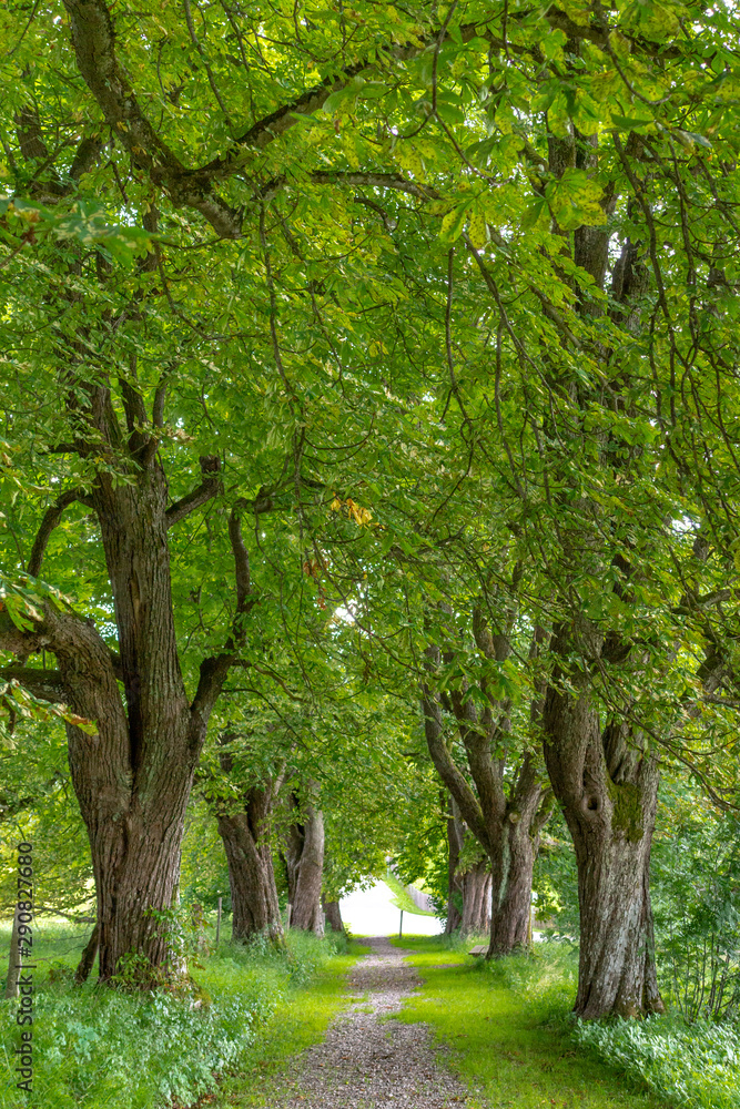 Eine prächtige Kastanien-Allee im Sommer Eine prächtige Kastanien-Allee im Sommer