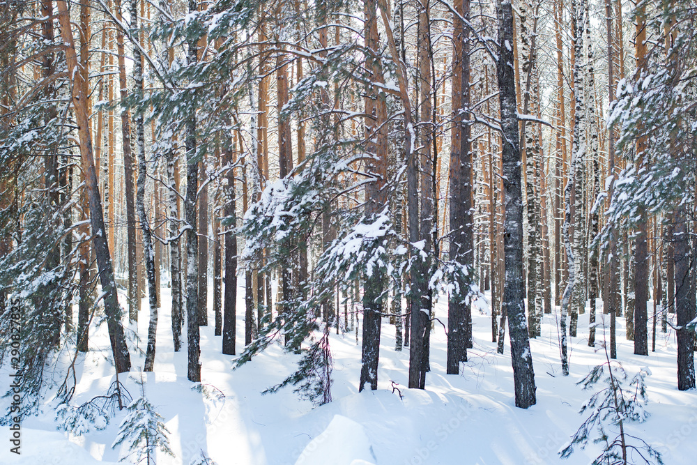 Fototapeta premium Winter pine Christmas forest in the afternoon