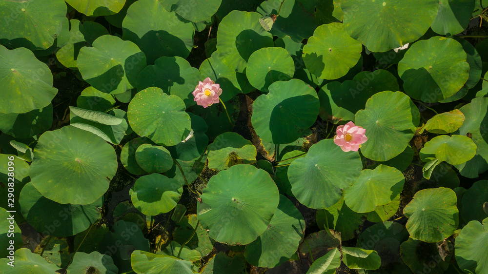 Pink lotus flower in the pond. Background is the lotus leaf and flowers. Pink lotus flower in the pond. Background is the lotus leaf and flowers.