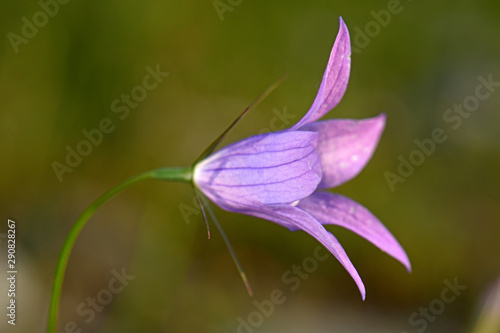 Wiesen-Glockenblume (Campanula patula) in Griechenland - spreading bellflower in Greece photo