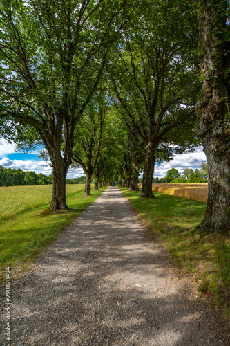 Lange Schatten in der Lindenallee bei den Getreidefeldern