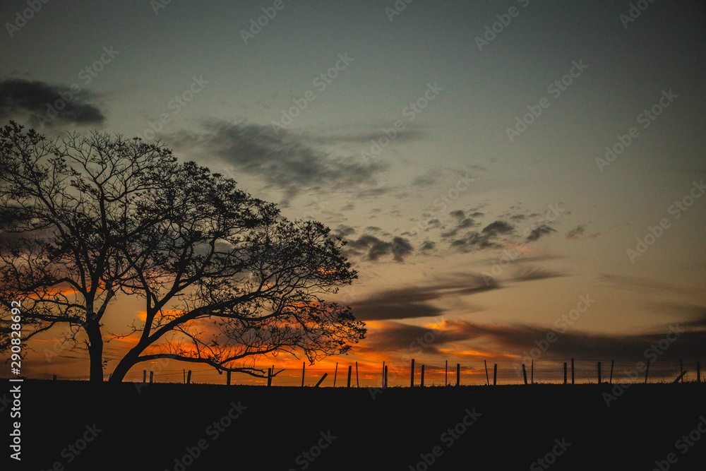 Fototapeta premium tree at sunset